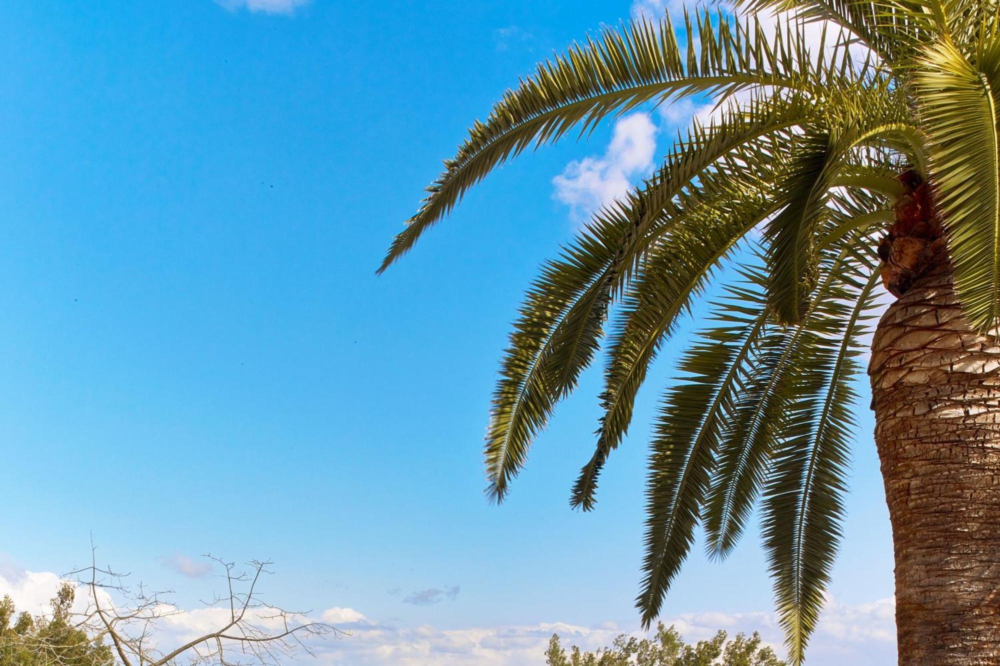 Hotel Castillo Son Vida, A Luxury Collection Hotel, Mallorca (adults Only) Palma di Maiorca
